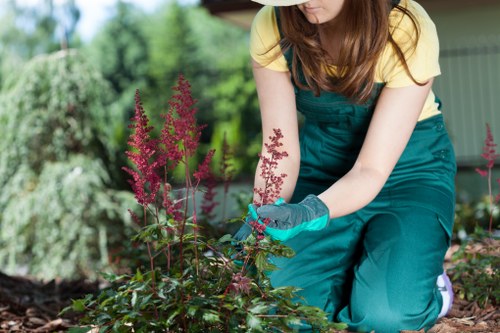 Professional upkeep for a small London garden in Fitzrovia